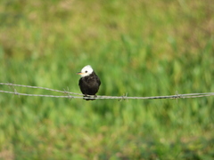 Arundinicola leucocephala