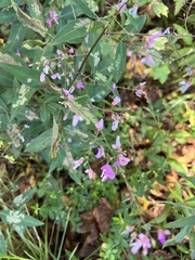 Desmodium paniculatum