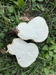 Calvatia craniiformis
