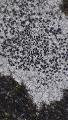 Lecanora hybocarpa