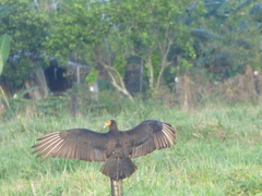 Cathartes burrovianus