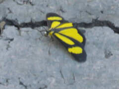 Cyllopodini