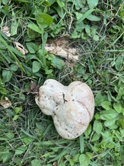 Calvatia craniiformis