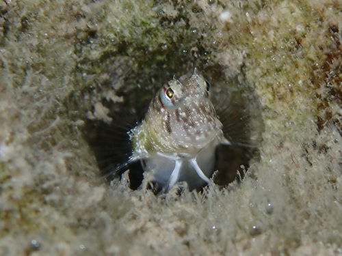 Delicate blenny (Glyptoparus delicatulus) — Blenniidae — 4