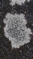 Lecanora hybocarpa