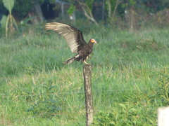 Cathartes burrovianus