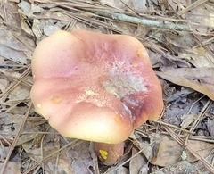 Baorangia