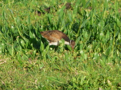 Jacana jacana