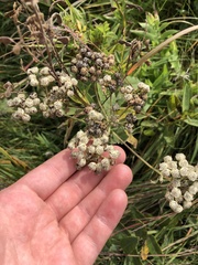 Parthenium integrifolium