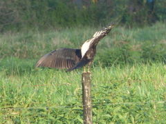 Cathartes burrovianus
