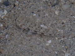 Gnatholepis anjerensis