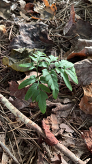 Sceptridium biternatum