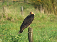 Cathartes burrovianus