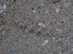 Gnatholepis anjerensis