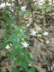 Campanula divaricata