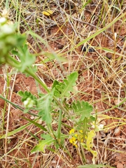 Parthenium