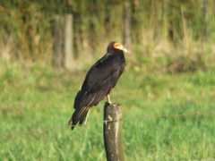 Cathartes burrovianus