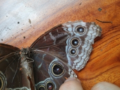 Morpho helenor marinita
