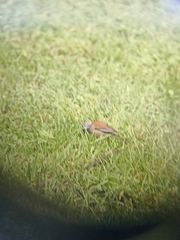 Junco phaeonotus