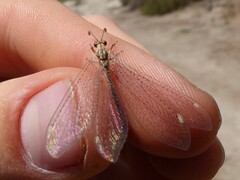 Macronemurus appendiculatus