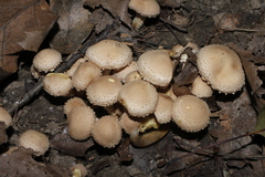 Pholiota terrestris
