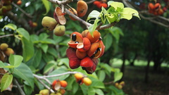 Sterculia ceramica