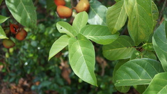 Sterculia ceramica