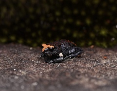 Pseudophryne australis