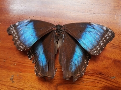 Morpho helenor marinita