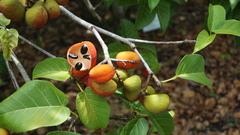 Sterculia ceramica