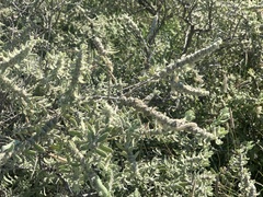 Buddleja scordioides