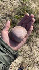 Eucallista purpurata