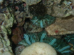 Discosoma nummiforme