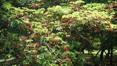 Sterculia ceramica