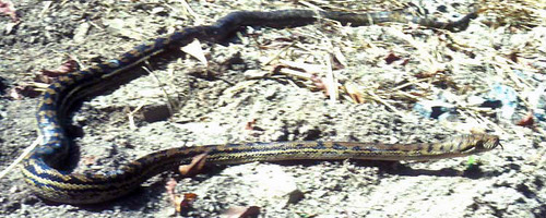 Australian Scrub Python sighting