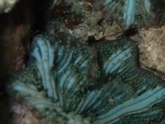 Discosoma nummiforme