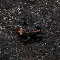 Pseudophryne australis