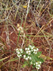 Parthenium