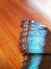 Morpho helenor marinita