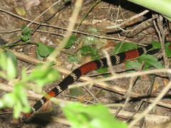 Micrurus pyrrhocryptus