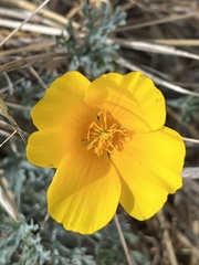 Eschscholzia