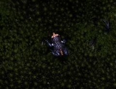 Pseudophryne australis