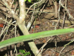 Micrurus pyrrhocryptus