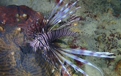 Pterois volitans