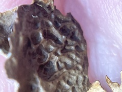Lobaria