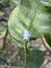 Cryptolaemus