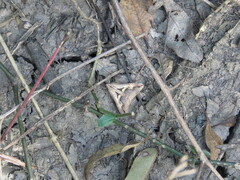 Melipotis bisinuata