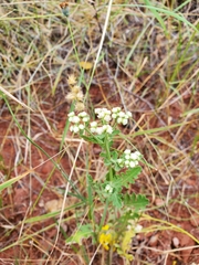 Parthenium