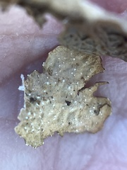 Lobaria