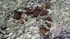 Xanthoparmelia cumberlandia